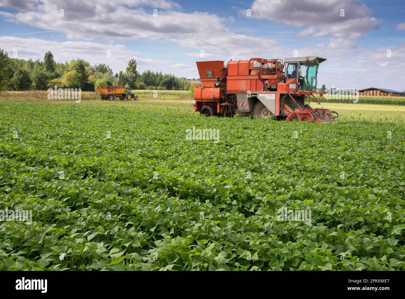 french-bean-phaseolus-vulgaris-crop-being-harvested-by-harvester-in