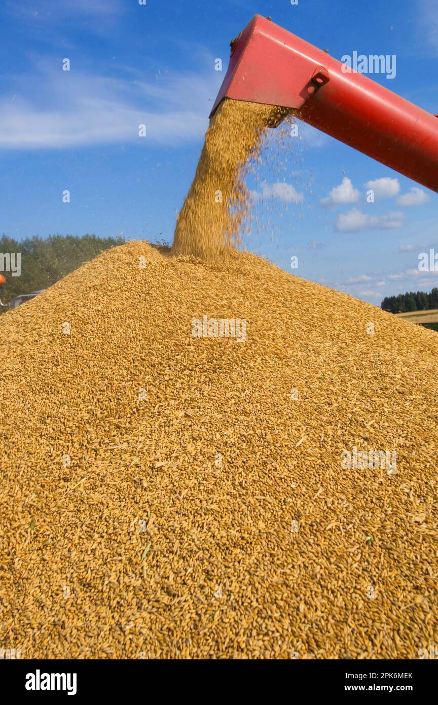 Common oat (Avena sativa), combine harvester unloading grain into