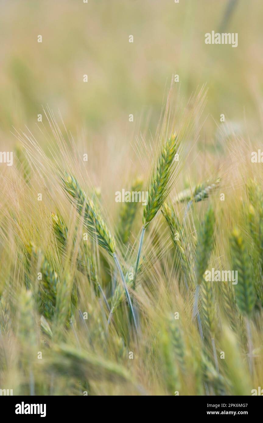 Rye (Secale cereale), close-up of ripening seedlings, Sweden Stock Photo