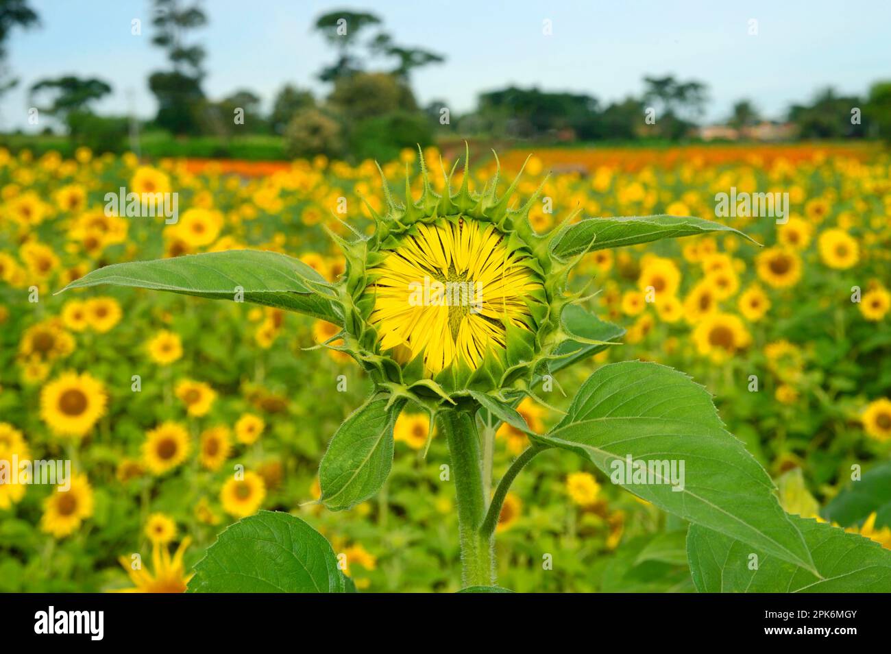 Sunflower (Helianthus annuus), closeup of opening flower, growing in