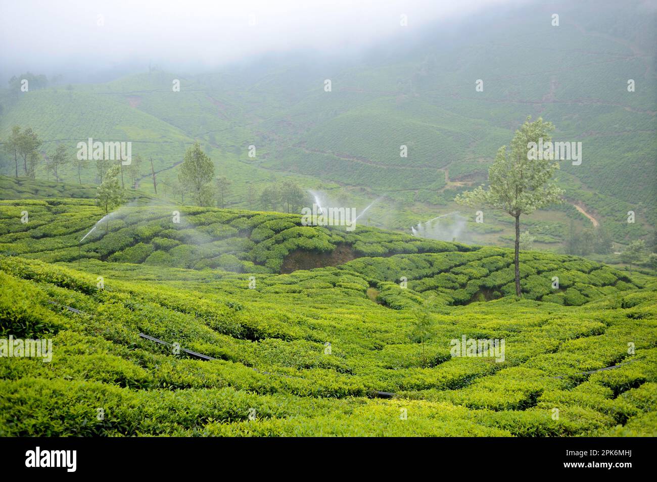 Tea plant (Camellia sinensis), with irrigation system to water the