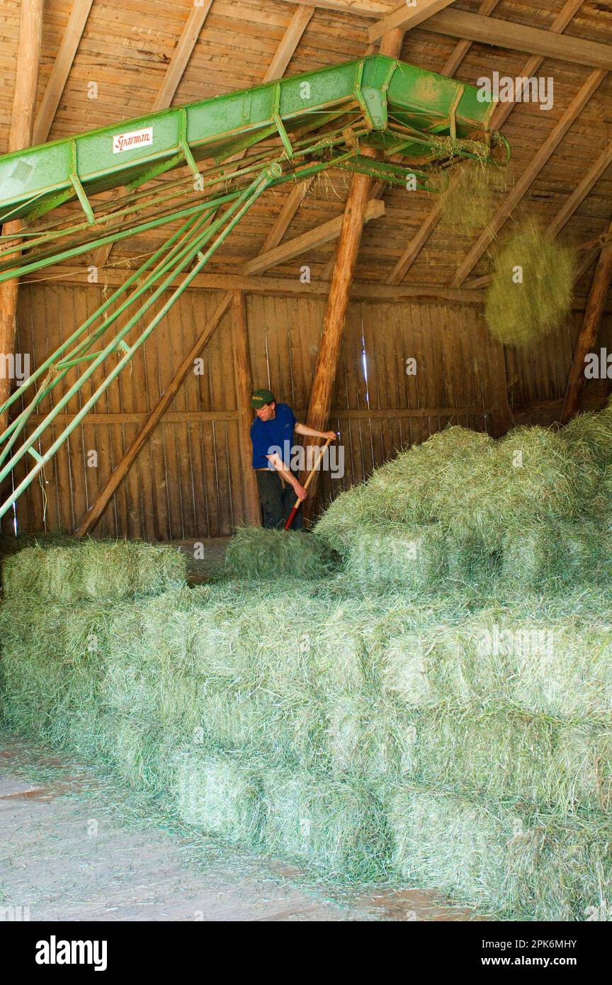 Farmer stacking small bales next to the lift in the barn, Sweden Stock Photo
