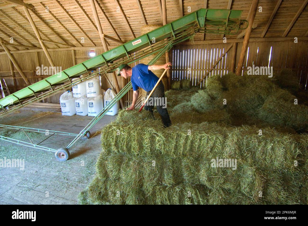 Farmer stacking small bales next to the lift in the barn, Sweden Stock Photo