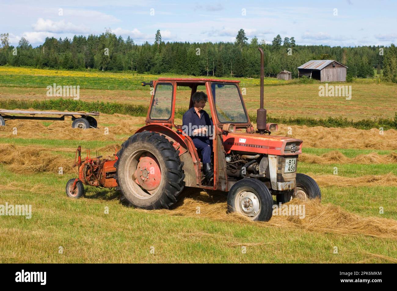 Massey Ferguson tractor with row hay rake stringing harvested hay in ...
