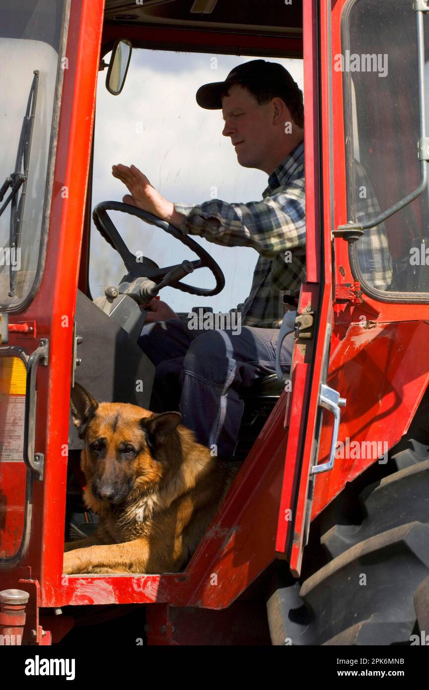 Farmer with German shepherd dog, sitting in tractor cab, Sweden Stock ...