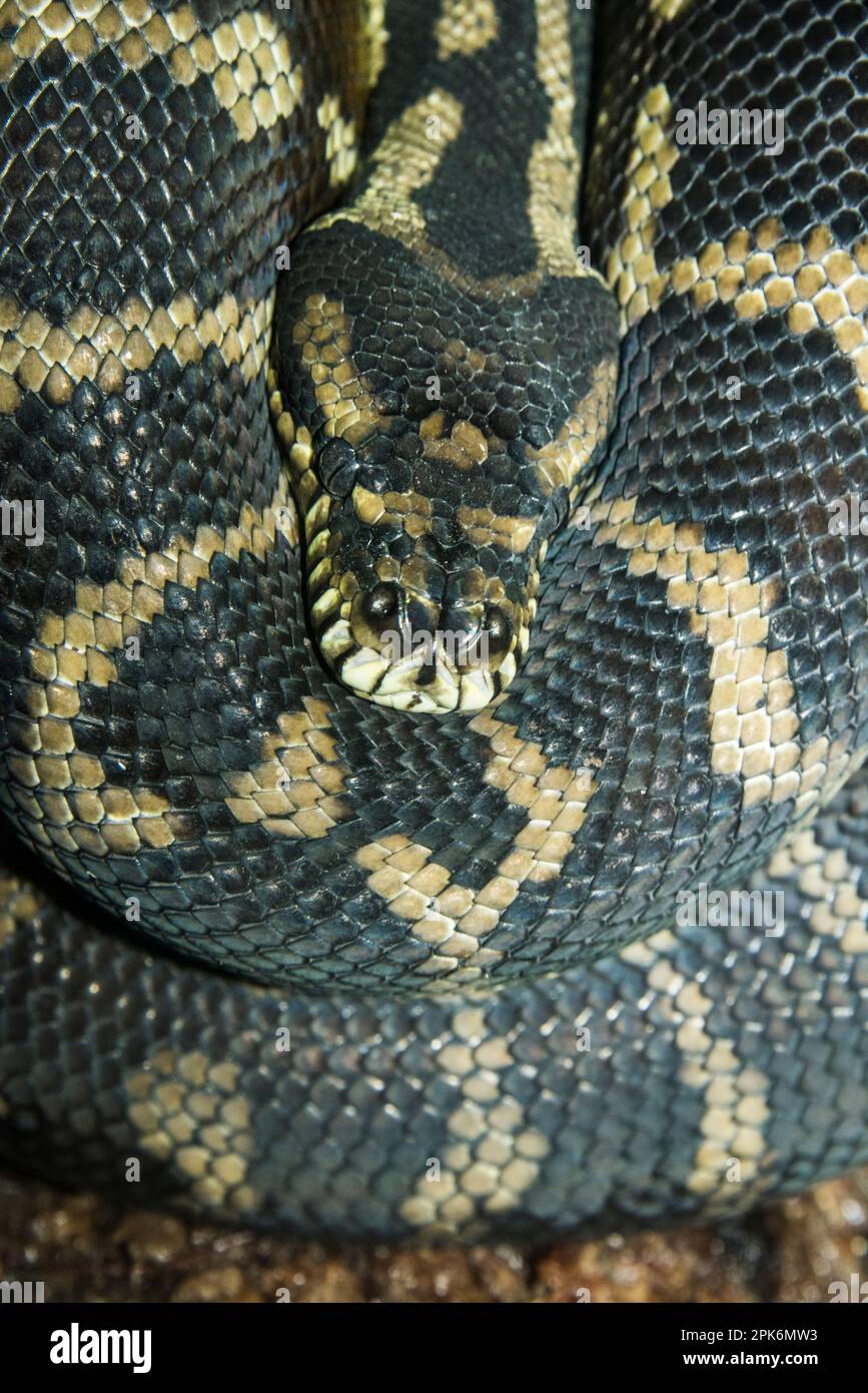 A irian jaya carpet python, native to New Guinea and Australia, close up of head and coils, captive, Virginia Beach Aquarium, Virginia, USA Stock Photo