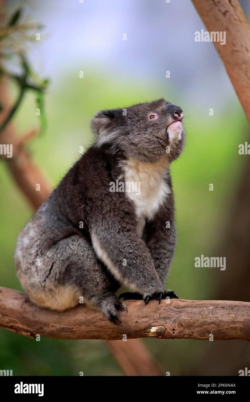 Australian koala kangaroo bear hi-res stock photography and images - Alamy