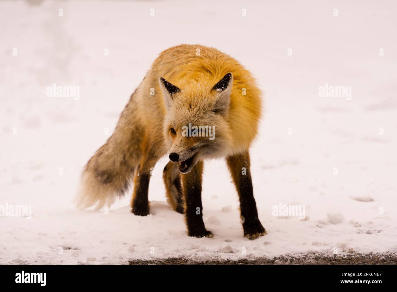 Portrait of fox on road Stock Photo