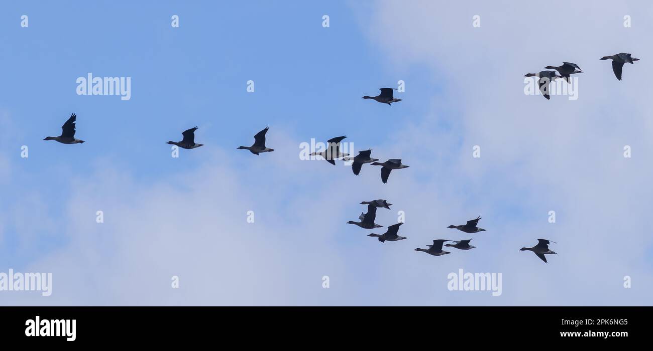 The group of Goose flying in the blue sky Stock Photo