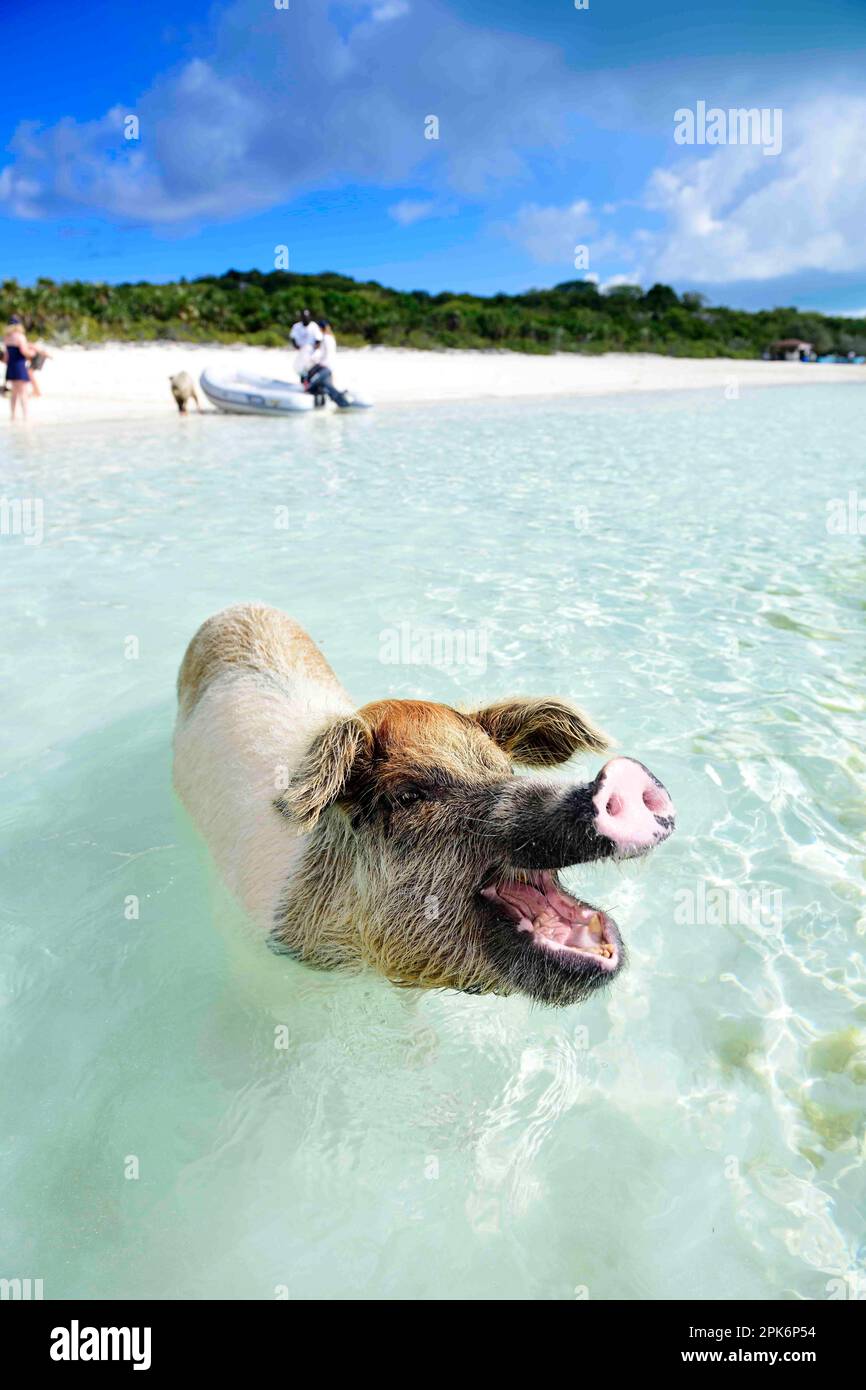 Swimming Pigs, Big Major Cay, Exuma Cays, Bahamas Stock Photo