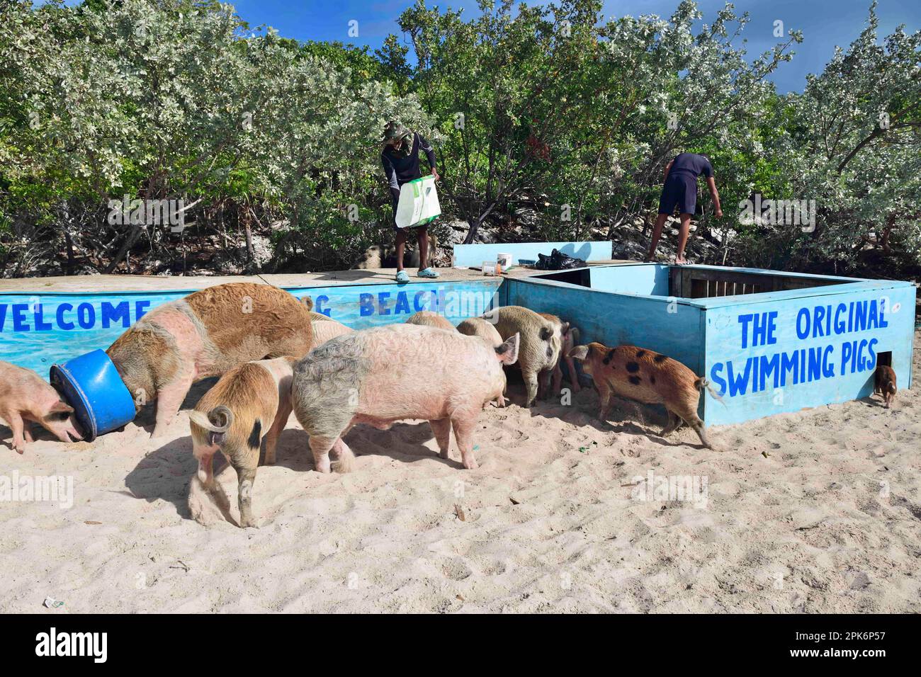 Feeding the swimming pigs at Big Major Cay, Exuma Cays, Bahamas Stock Photo