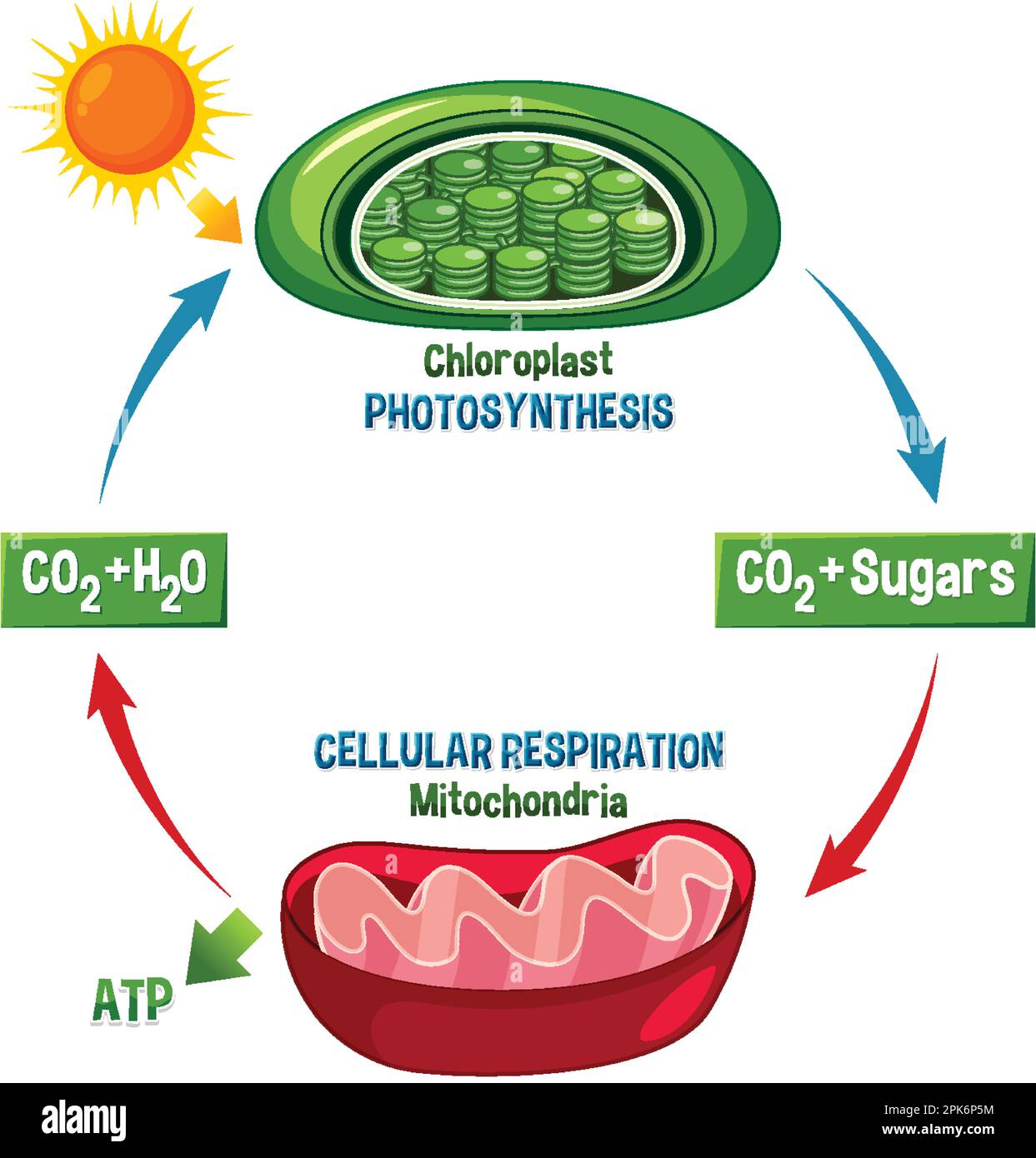 photosynthesis-and-cellular-respiration-diagram-illustration-stock