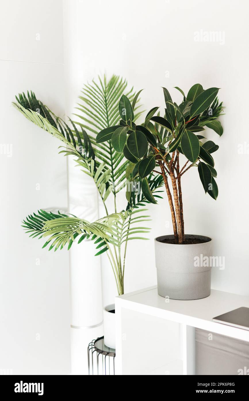 Interior design house plants hi-res stock photography and images - Alamy