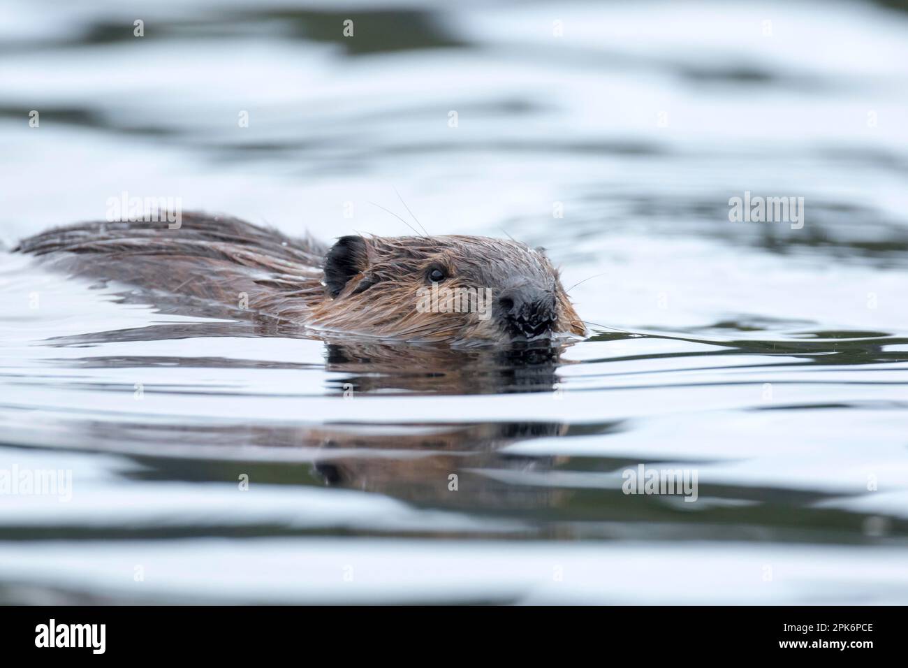 North American beaver (Castor canadensis), Forillon National Park