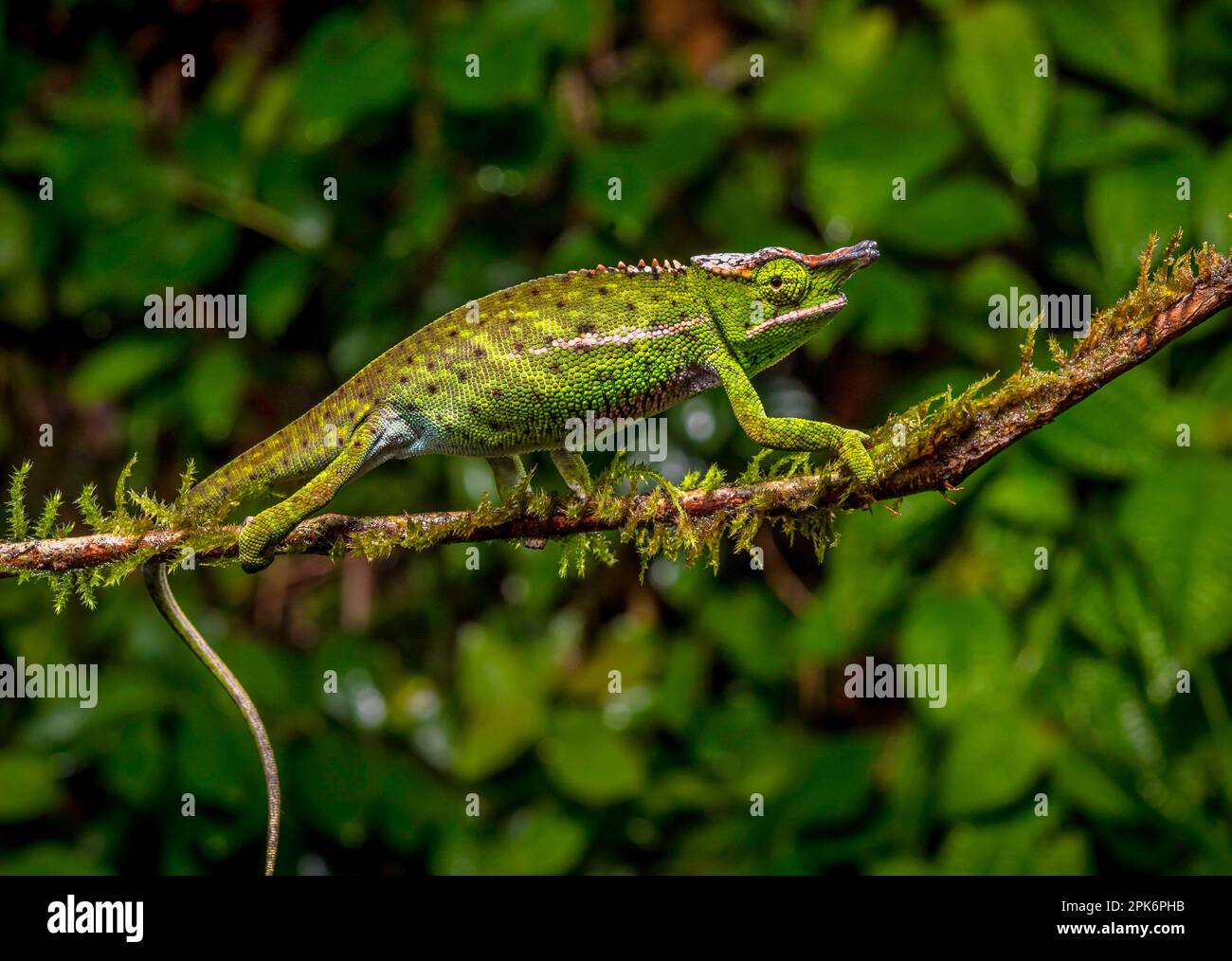 A male chameleon (Furcifer wilsii) in the rainforests of Analamazaotra ...