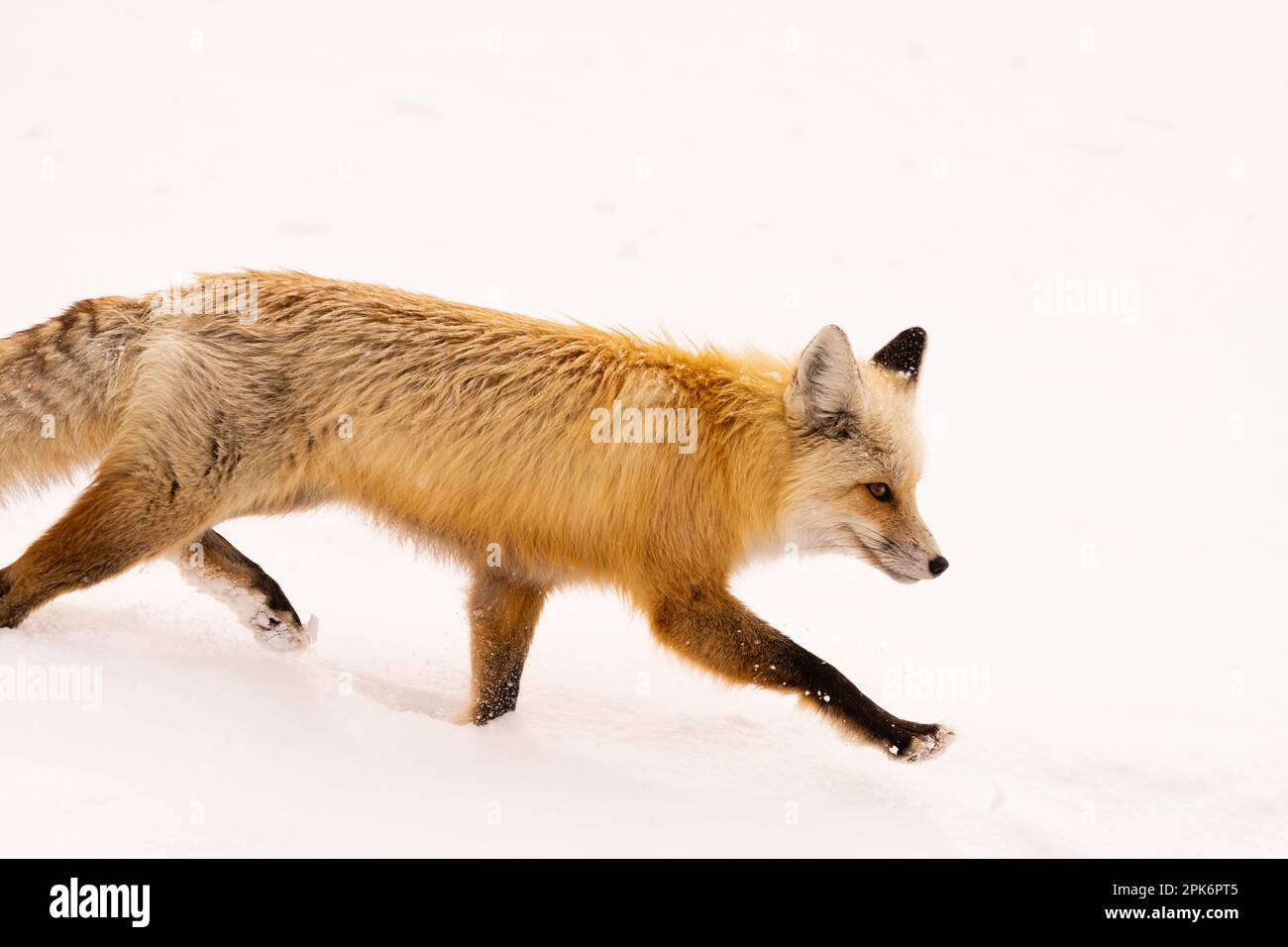 Portrait of fox on road Stock Photo