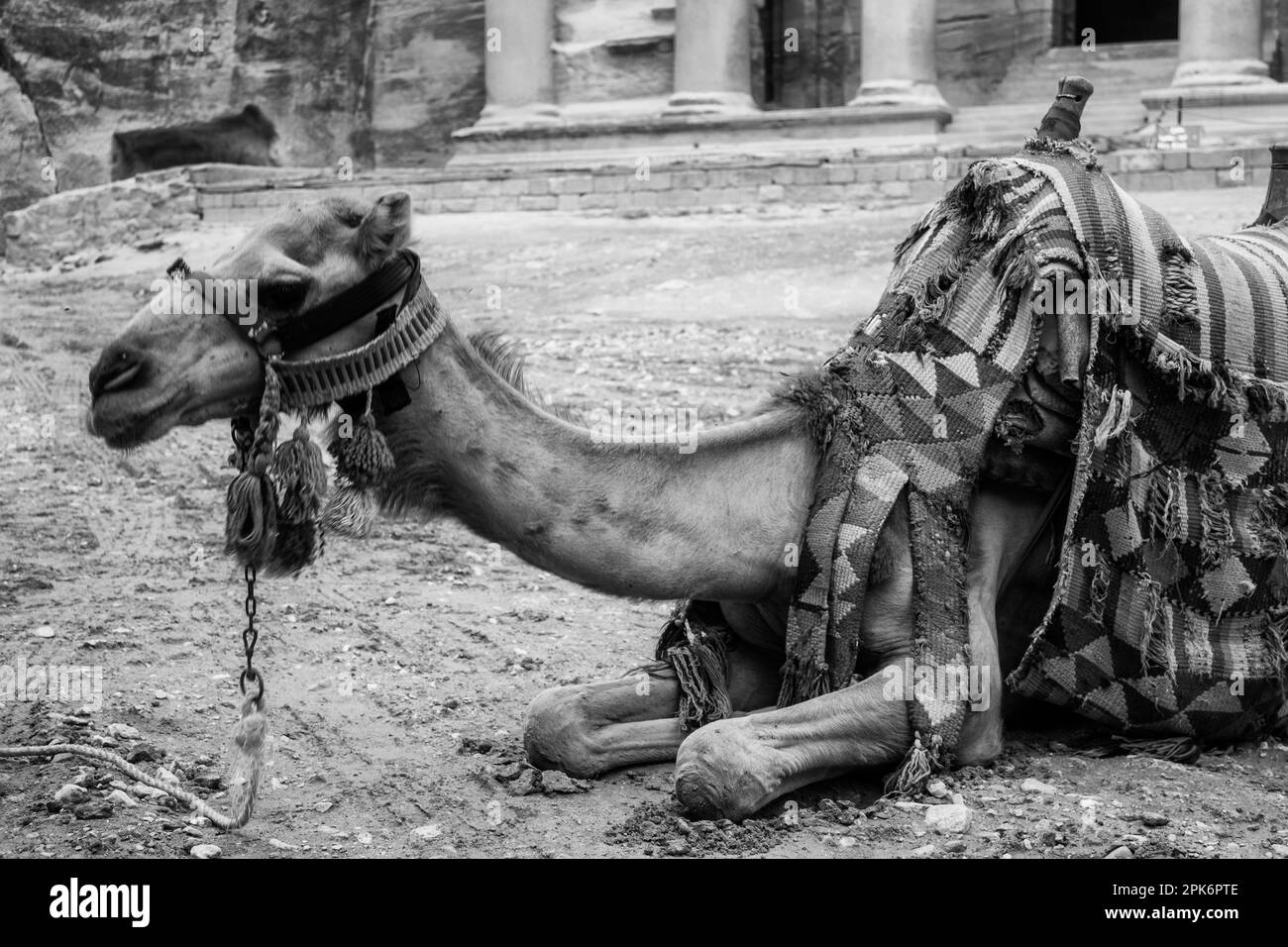 A camel seated at the entrance to the UNESCO listed heritage site of Petra in monochrome. Stock Photo