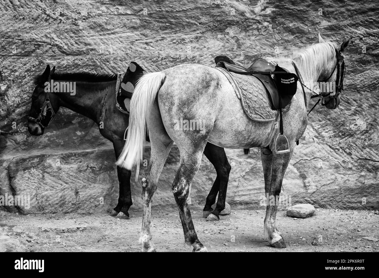 Horses used to ferry tourists that are unable to climb the mountainous terrain. Jordan. Stock Photo