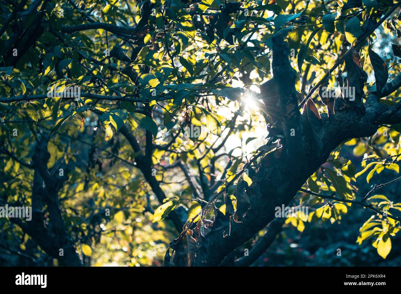Green leaves of tree branches growing in park against bright sun shining through foliage on summer day Stock Photo