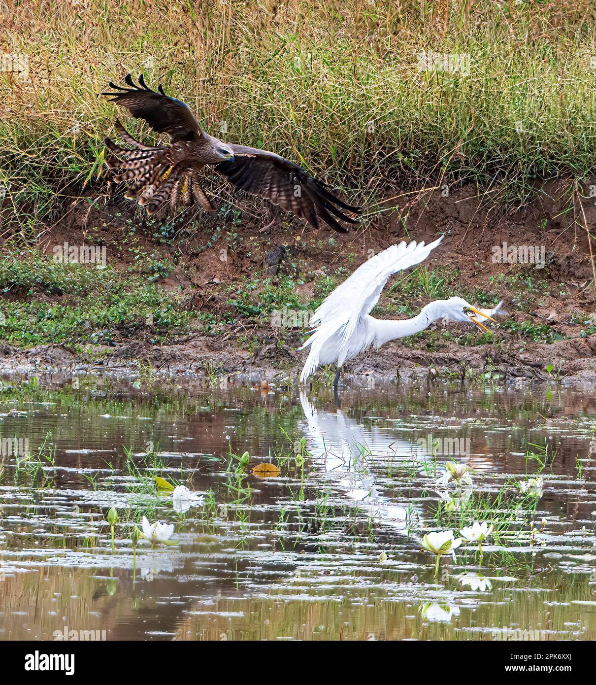 Black Kite (Milvus migrans) mobbing an egret with a fish, Queensland, QLD, Australia Stock Photo