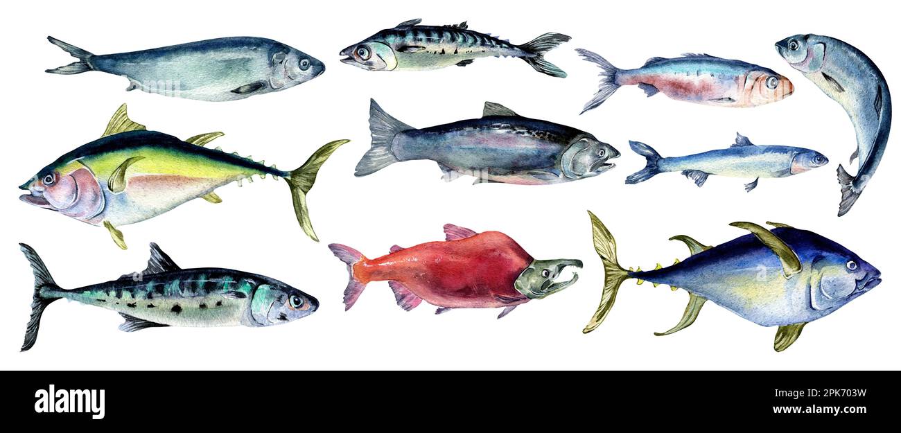 Set of wild sea fish watercolor illustration isolated on white ...