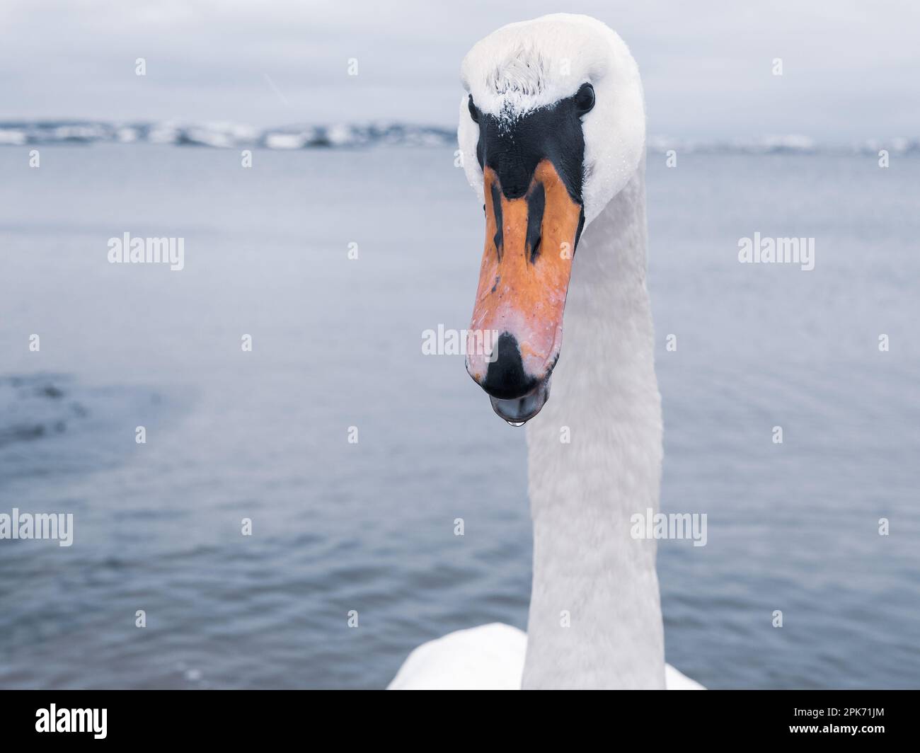 An angry swan stands in the icy waters of Sweden, a proud member of the duck, goose and swan wildlife family. Stock Photo
