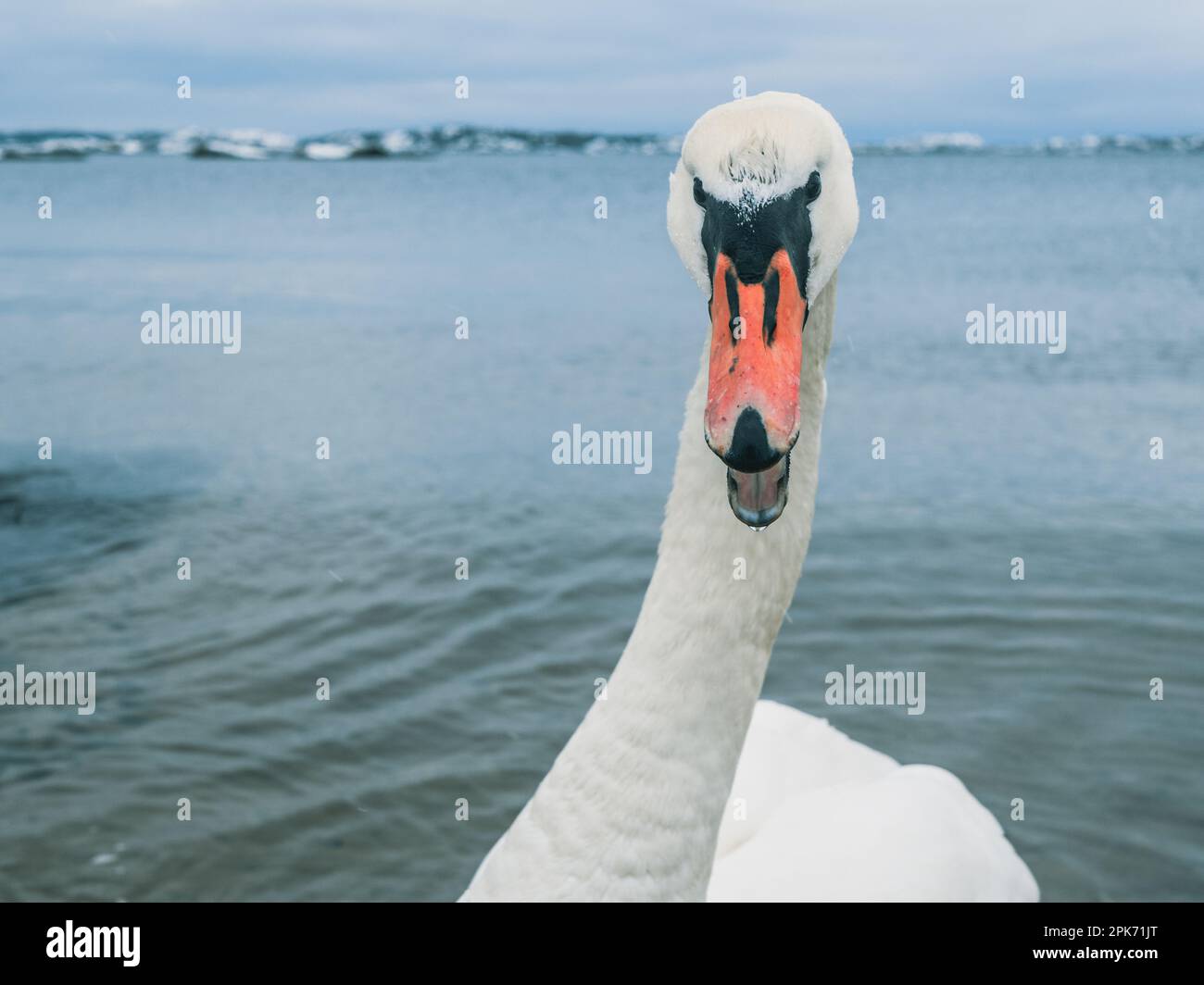 An angry swan stands in the icy waters of Sweden, a proud member of the duck, goose and swan wildlife family. Stock Photo