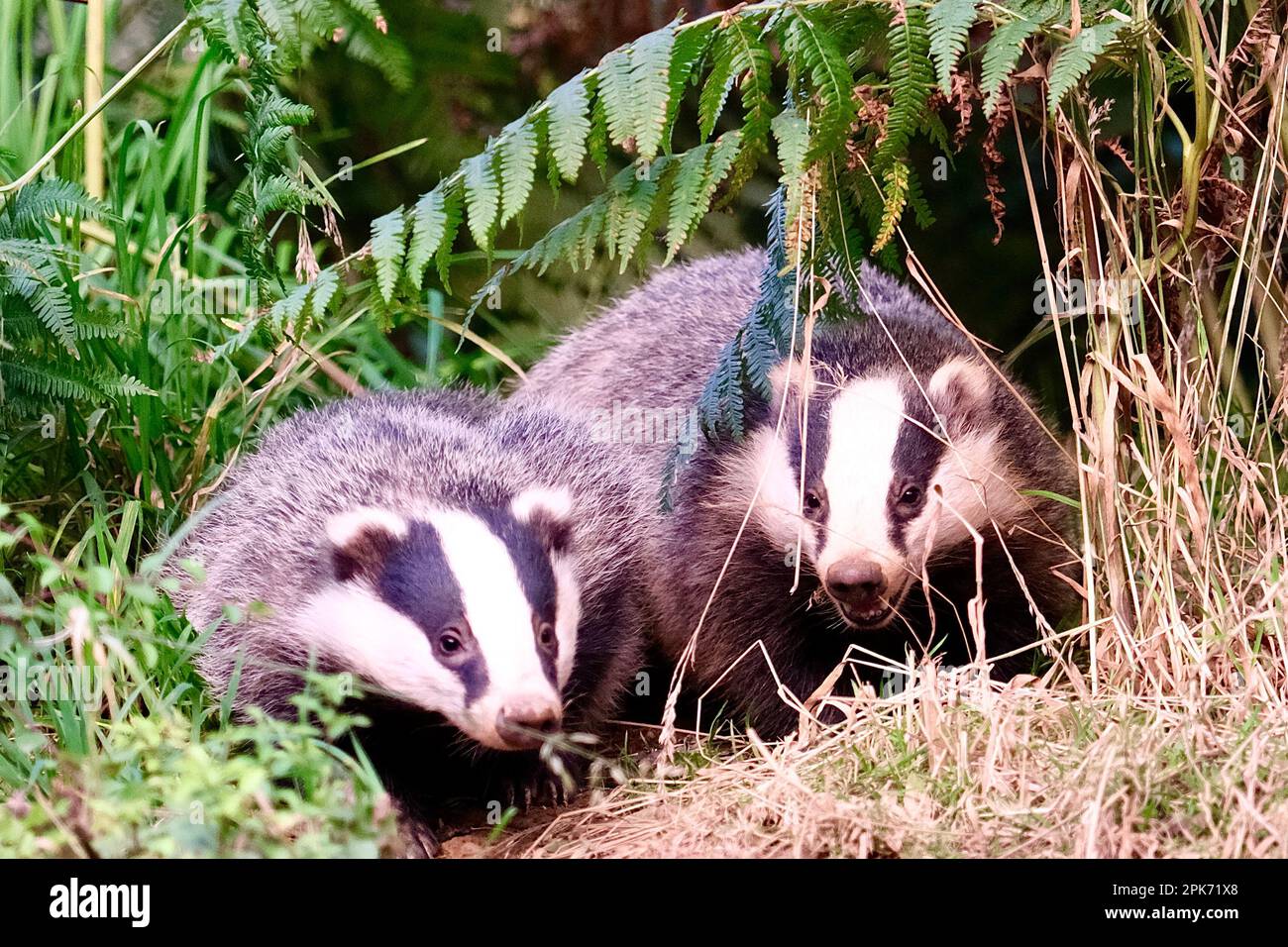 Badgers with reflections in the UK Stock Photo