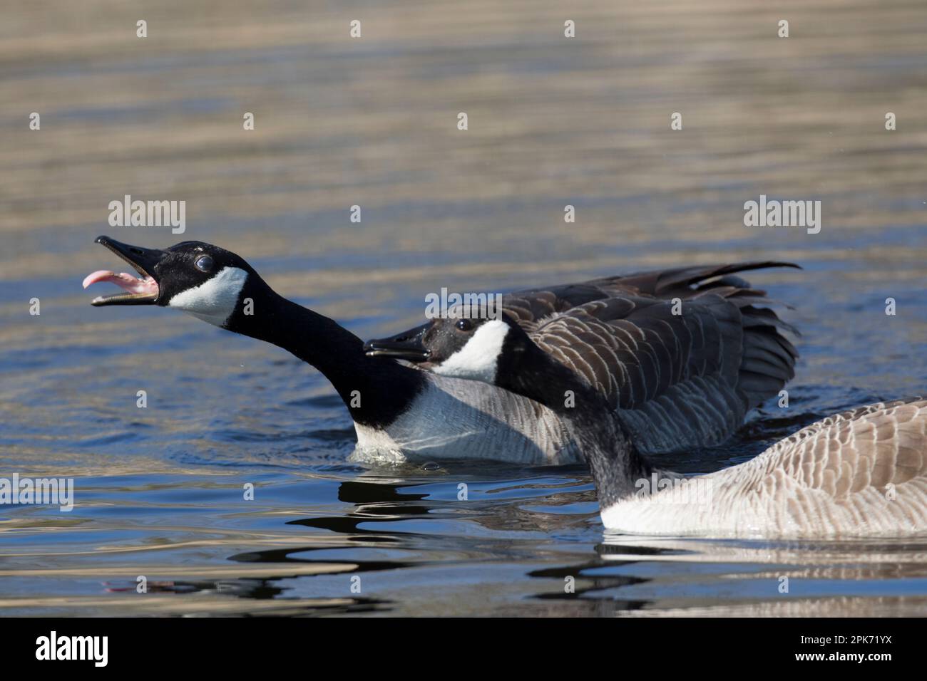 Canadian Geese on the wetlands at RSPB Lakenheath in Suffolk England 2023 Stock Photo