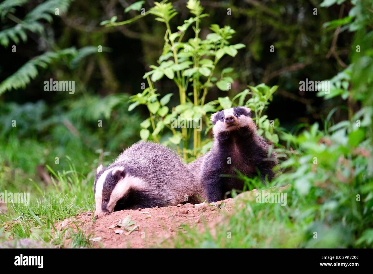 Badgers with reflections in the UK Stock Photo