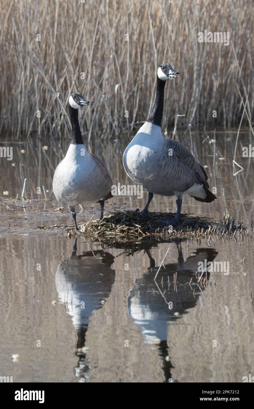 Canadian Geese on the wetlands at RSPB Lakenheath in Suffolk England 2023 Stock Photo