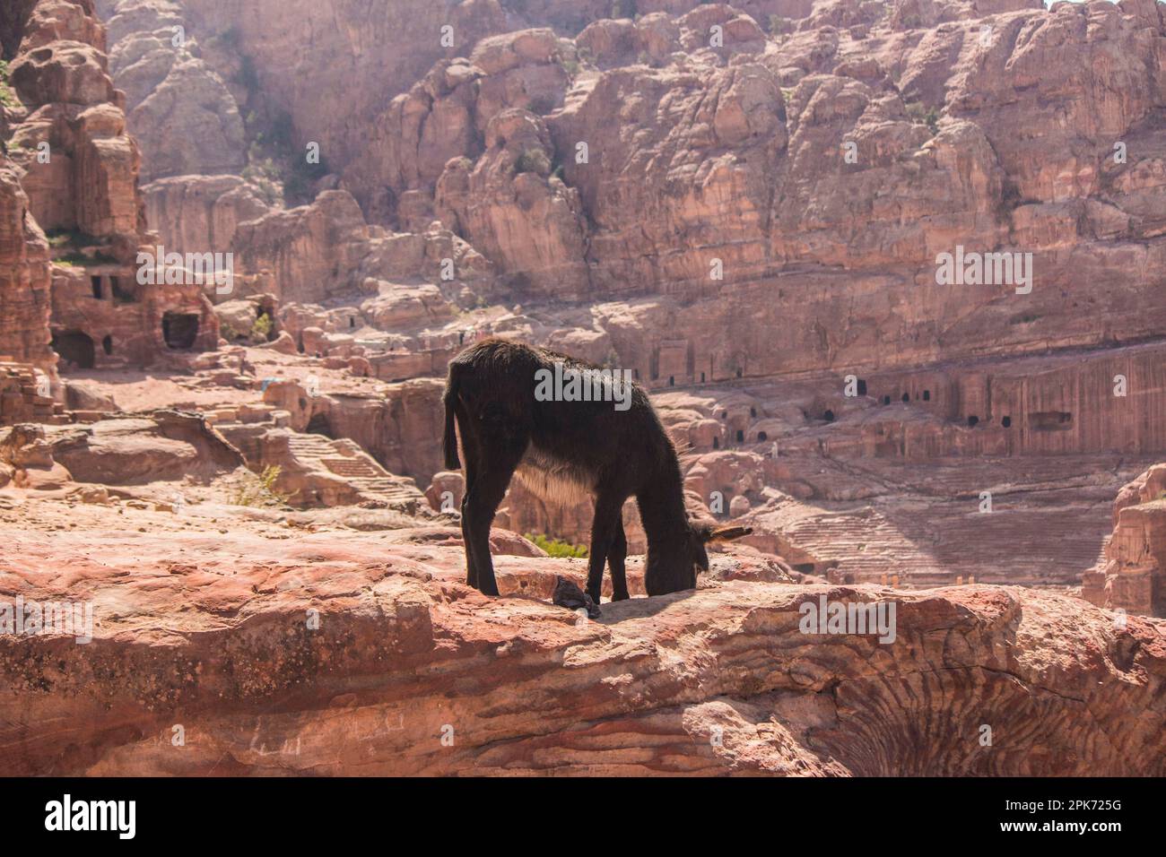 Donkey with ruins of Petra in background Stock Photo
