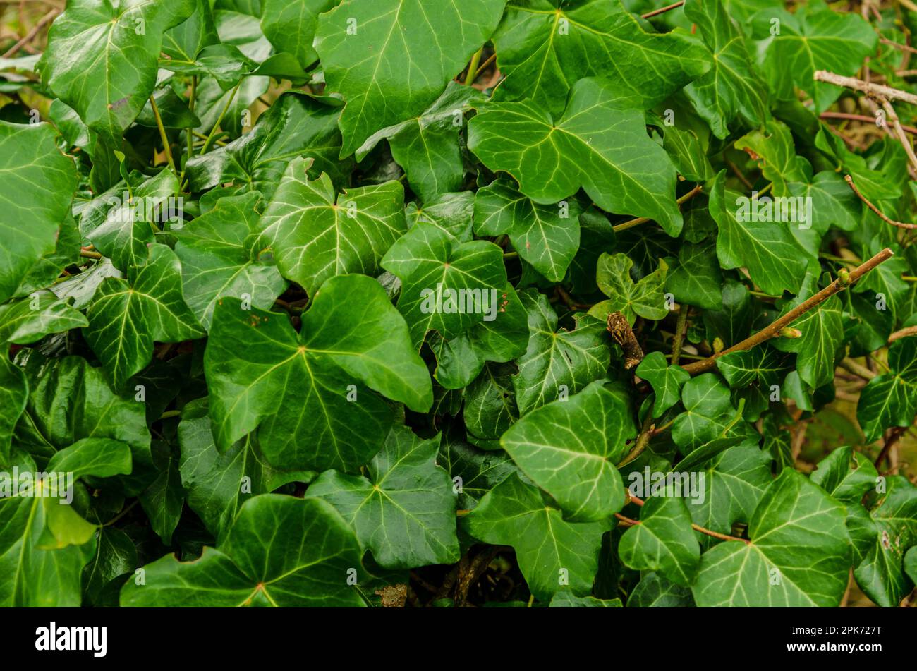 Ivy plant covering a fence can be used as a background with copy space Stock Photo