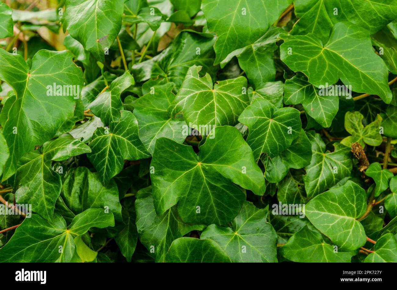 Ivy plant covering a fence can be used as a background with copy space Stock Photo