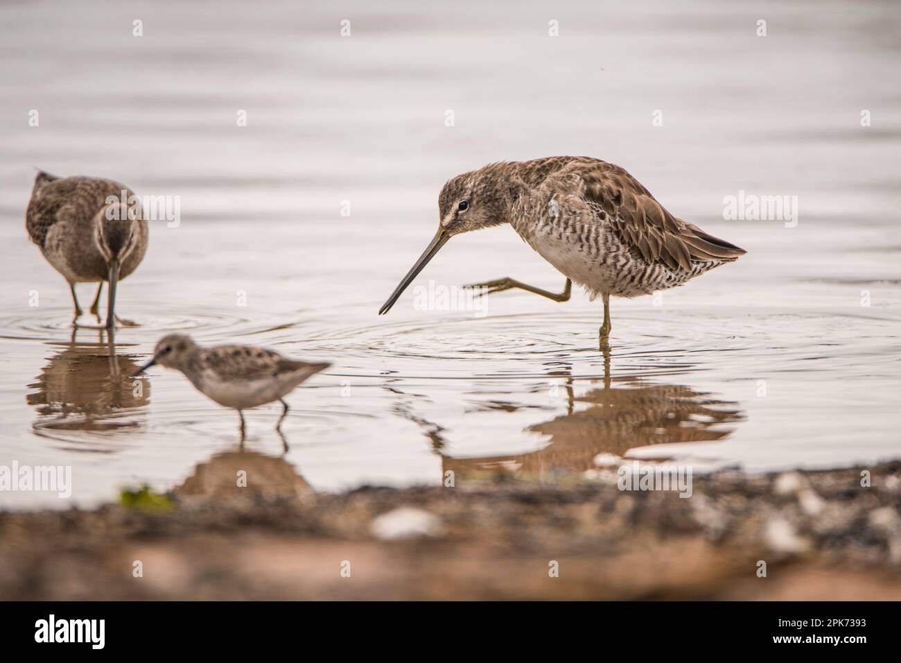Long-billed dowitchers wading in shallow water of a wetland marsh at the Riparian Reserve at Water Ranch, Gilbert, Arizona, USA Stock Photo