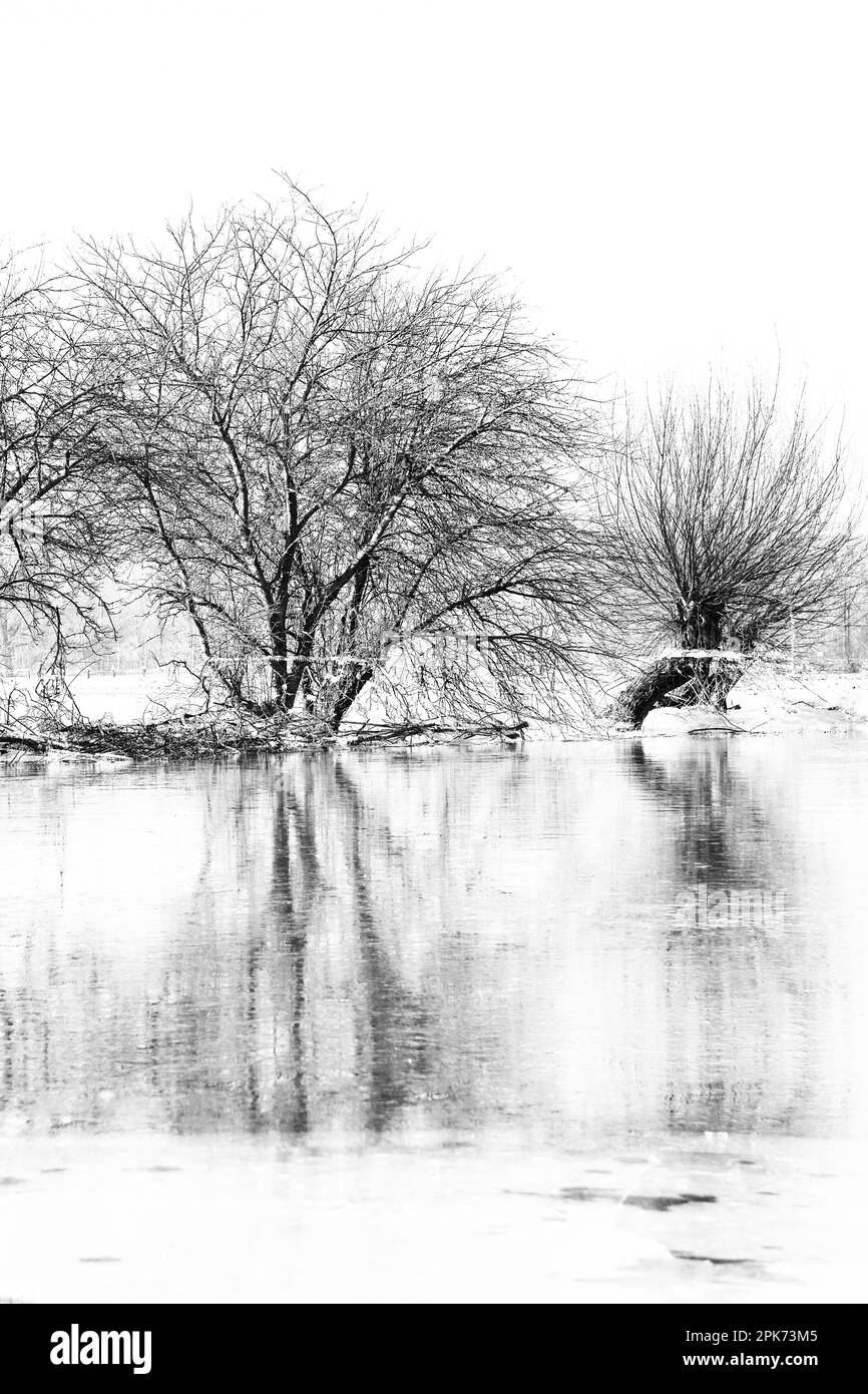 at the Lower Rhine... Group of trees ( Bislicher Island near Xanten ) with reflection in winter flood Stock Photo