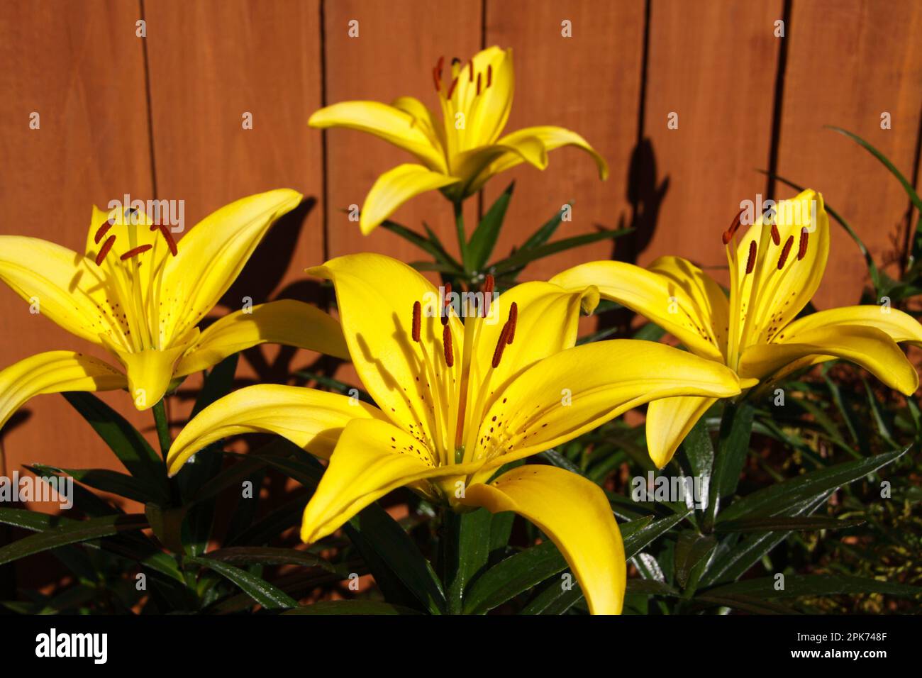 Yellow Asiatic Lilies flowering in a Cotswold Garden Hook Norton