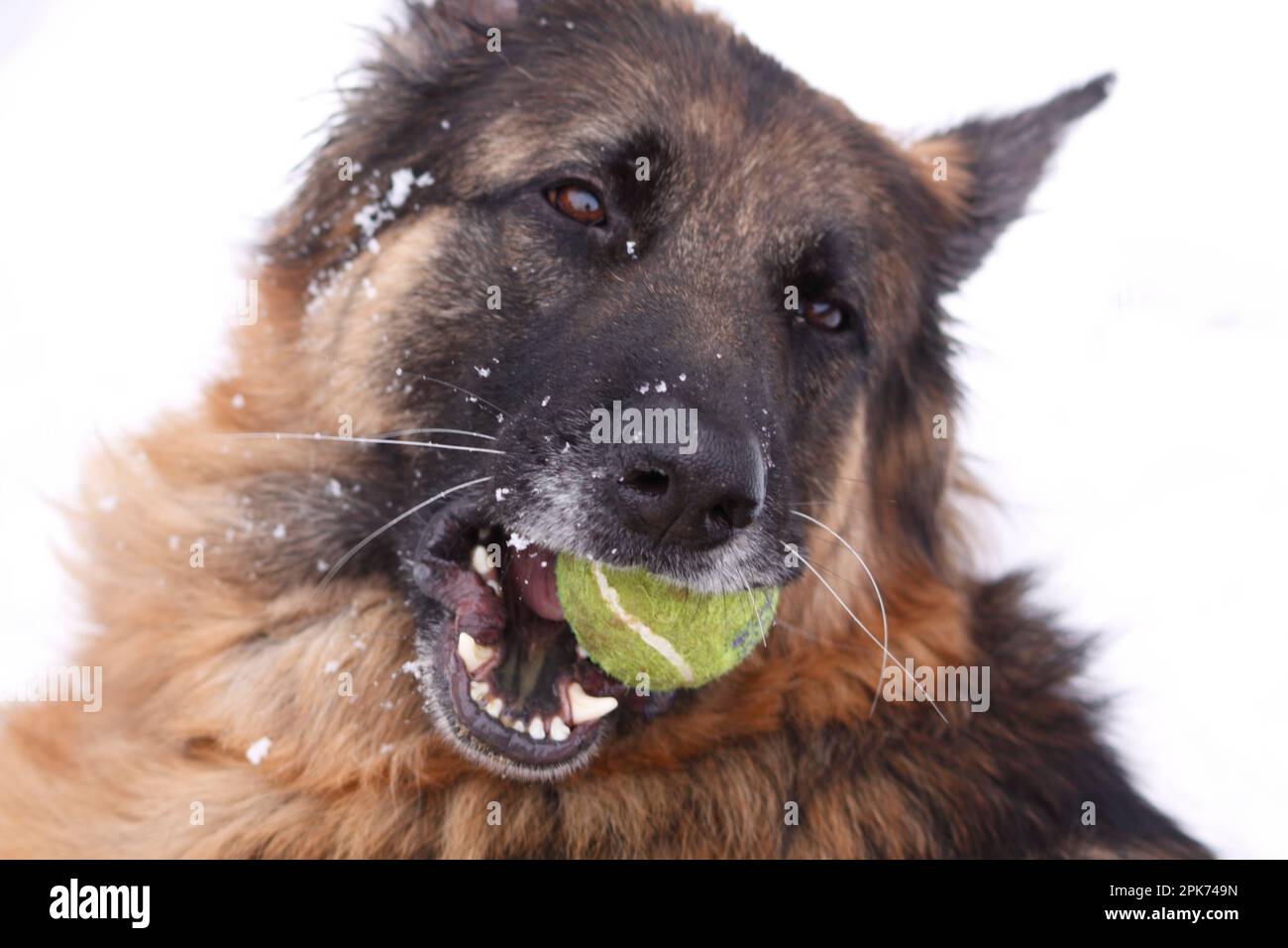 German Shepherd Dog in the Snow with Tennis Ball playing Cotswolds Hook