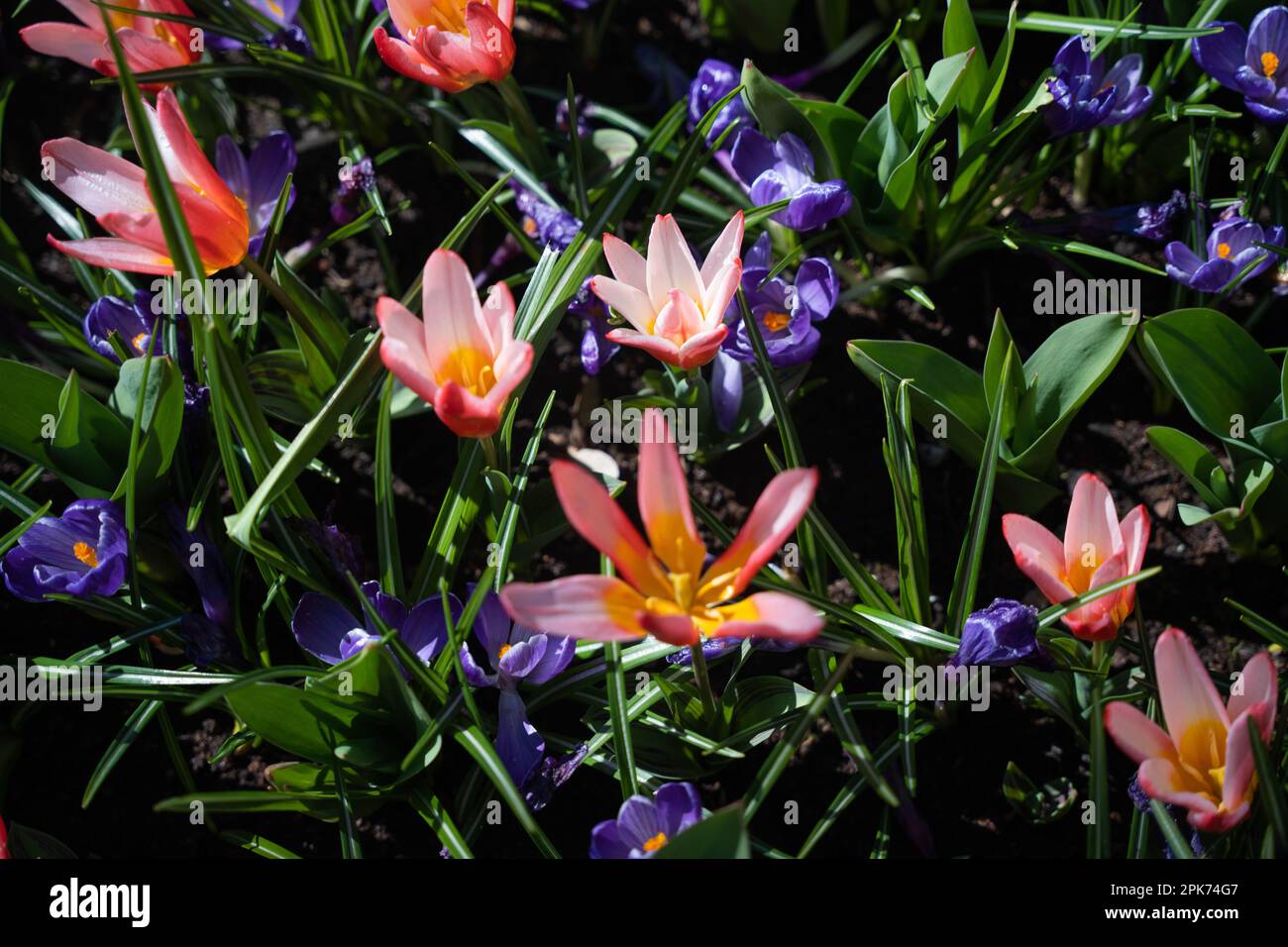 Ethereal beauty of wildflowers hi-res stock photography and images - Alamy