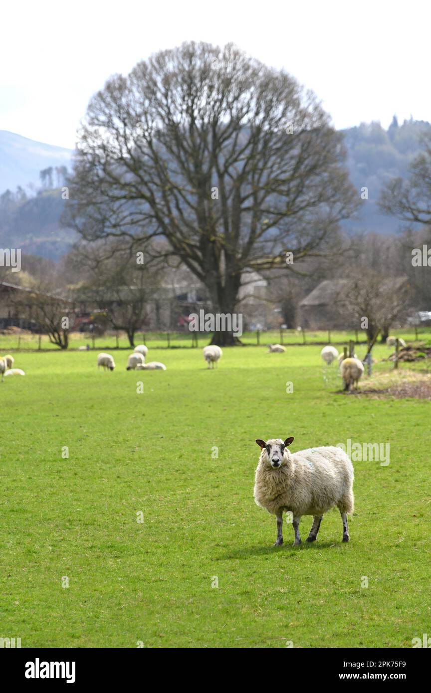 Herdwick sheep - traditional Lake Distric breed - in the Northern Lake District, near Bassenthwaite. Cumbria, UK. Stock Photo