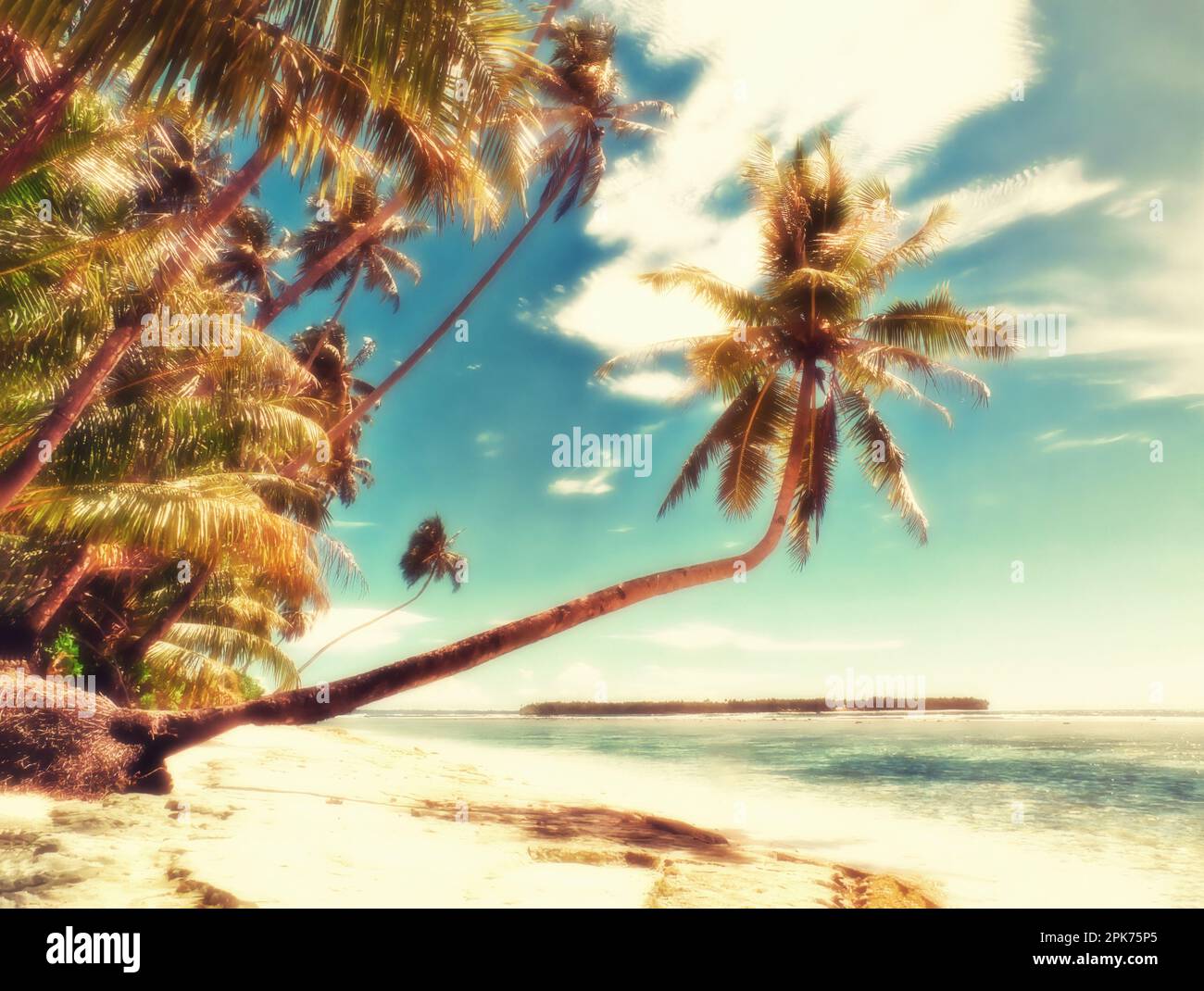 Palm trees overhanging an empty tropical beach Stock Photo Alamy