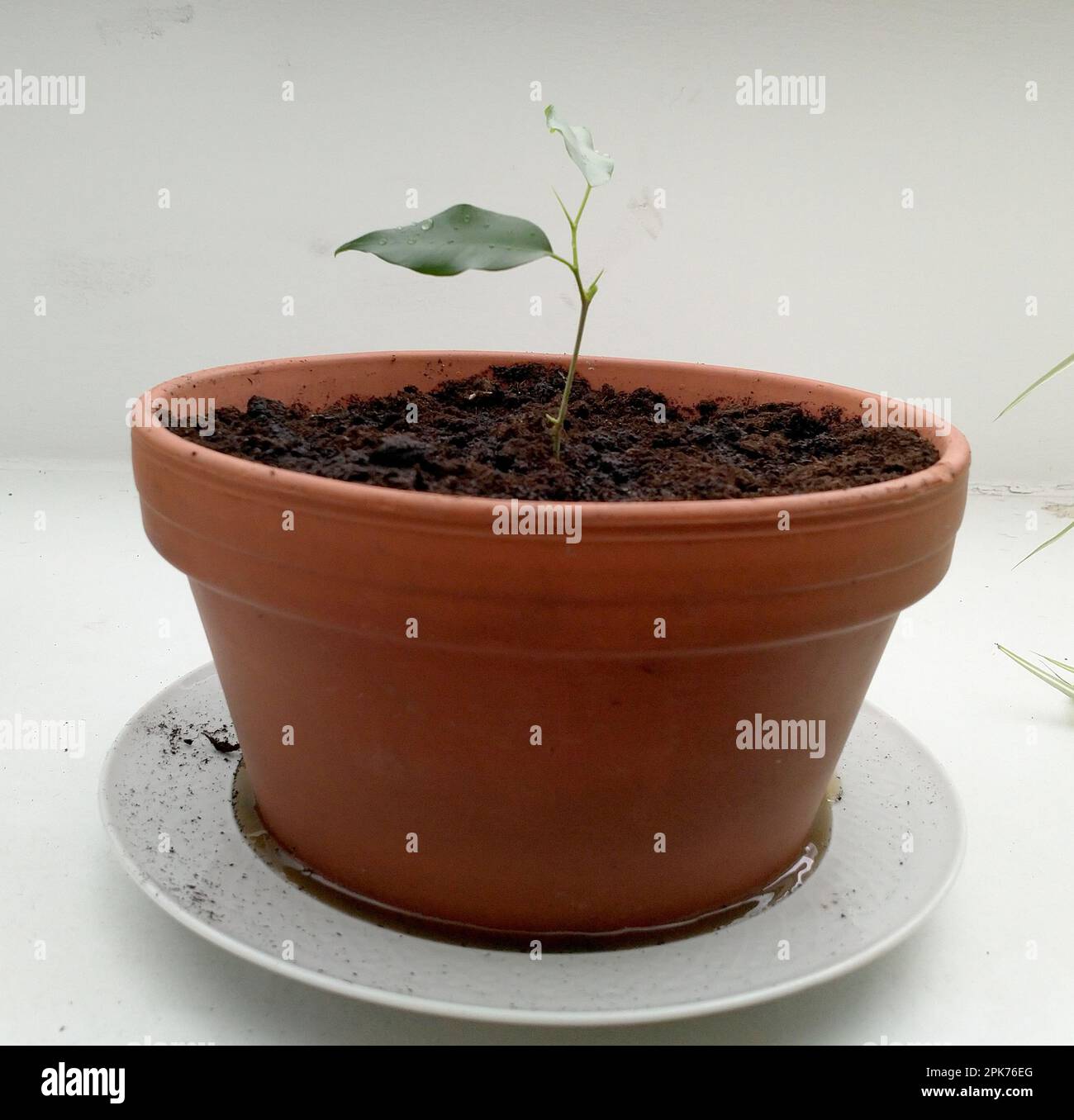 small tree growing in a pot Stock Photo - Alamy
