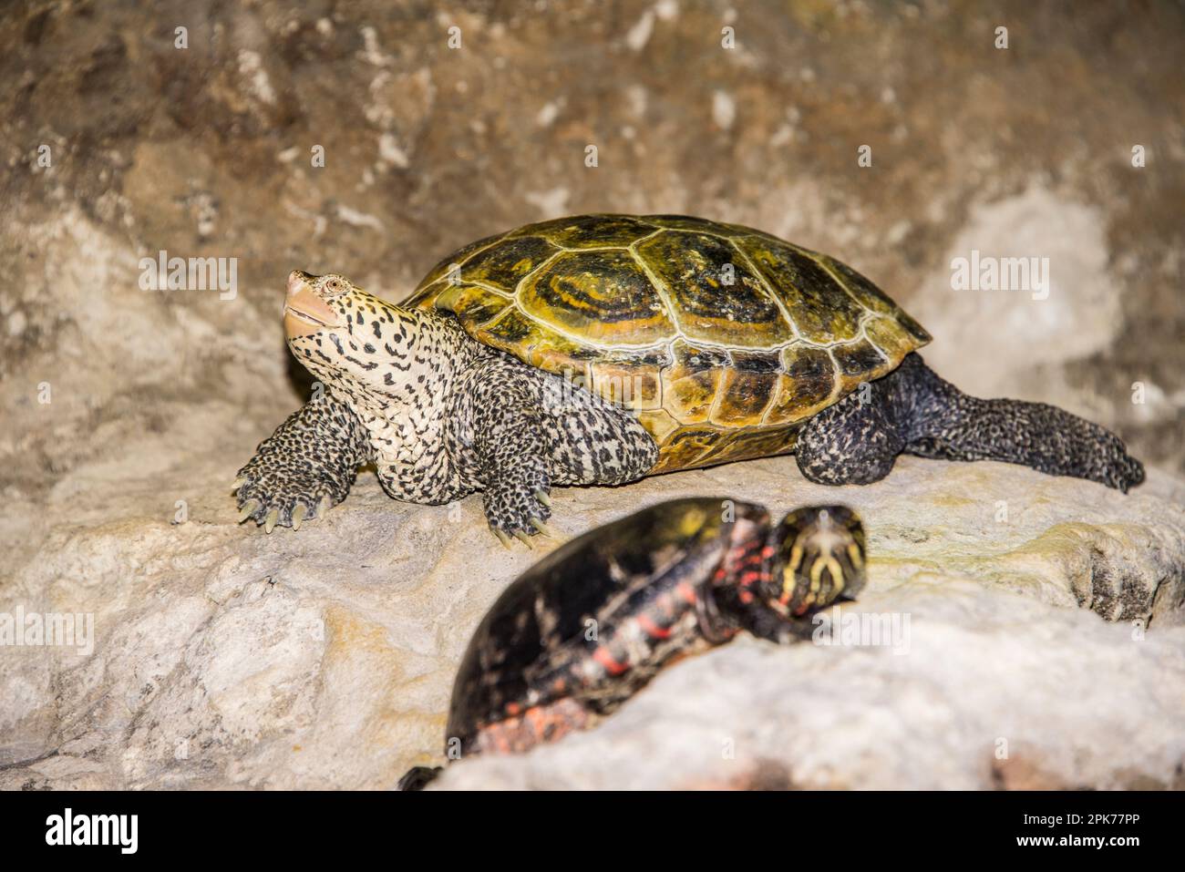 Captive diamondback terrapin, reptile, at the Aquarium at Virginia