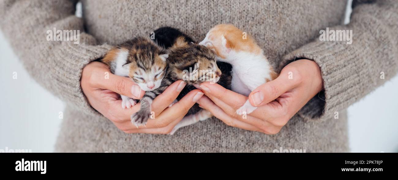 Holding newborn kittens sale