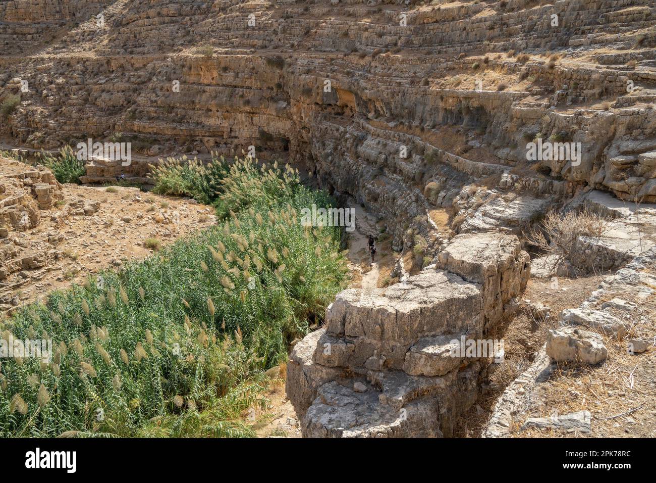 Reeds grow by the water on the bottom of the Prat brook canyon in the ...