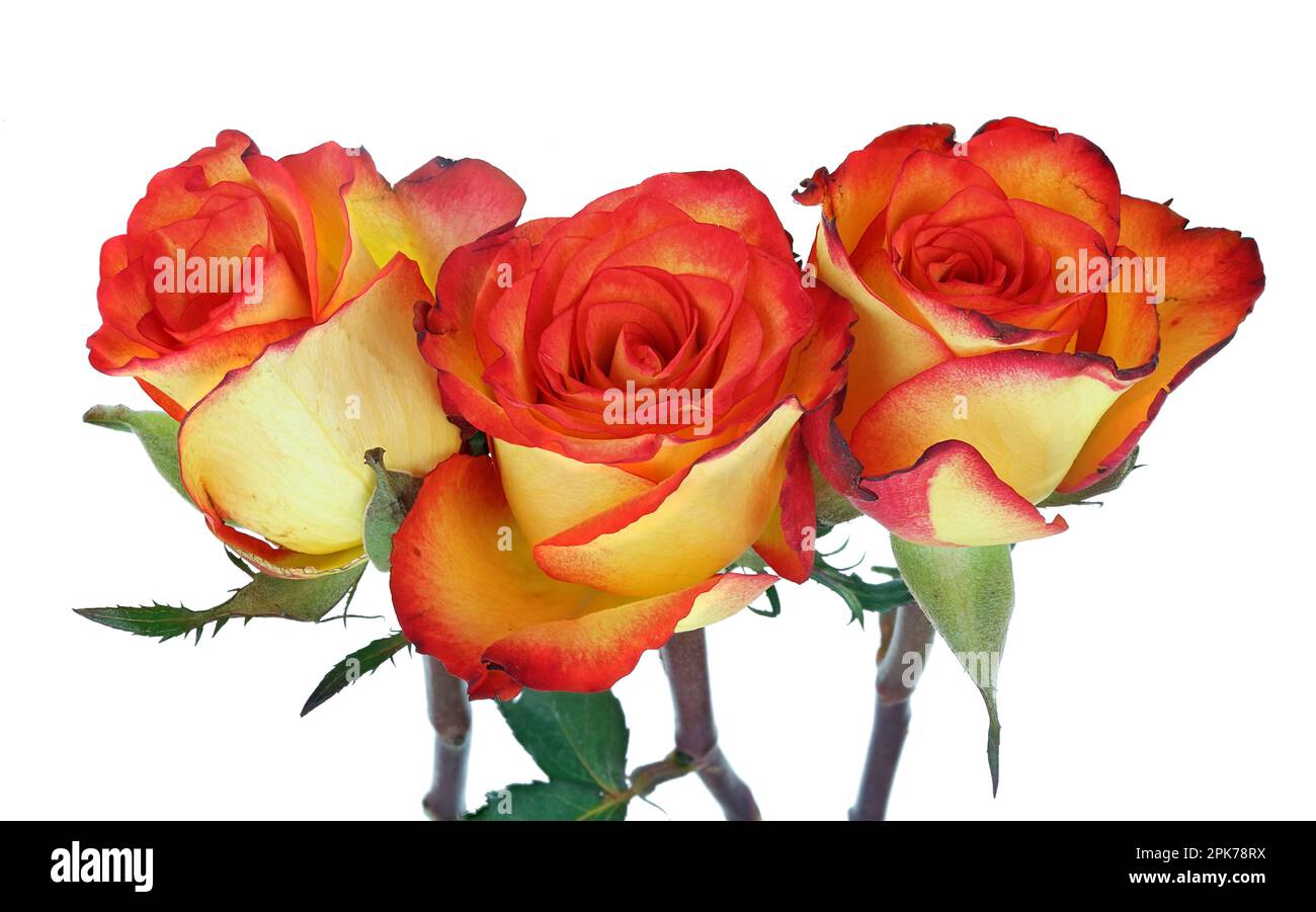 Beautiful tea roses Cut Out Stock Images & Pictures - Alamy