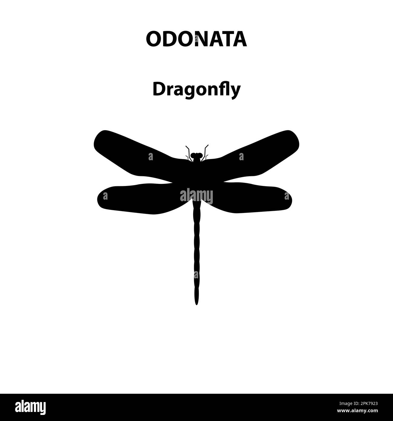 Odonata dragonfly insect for scientific study Stock Vector