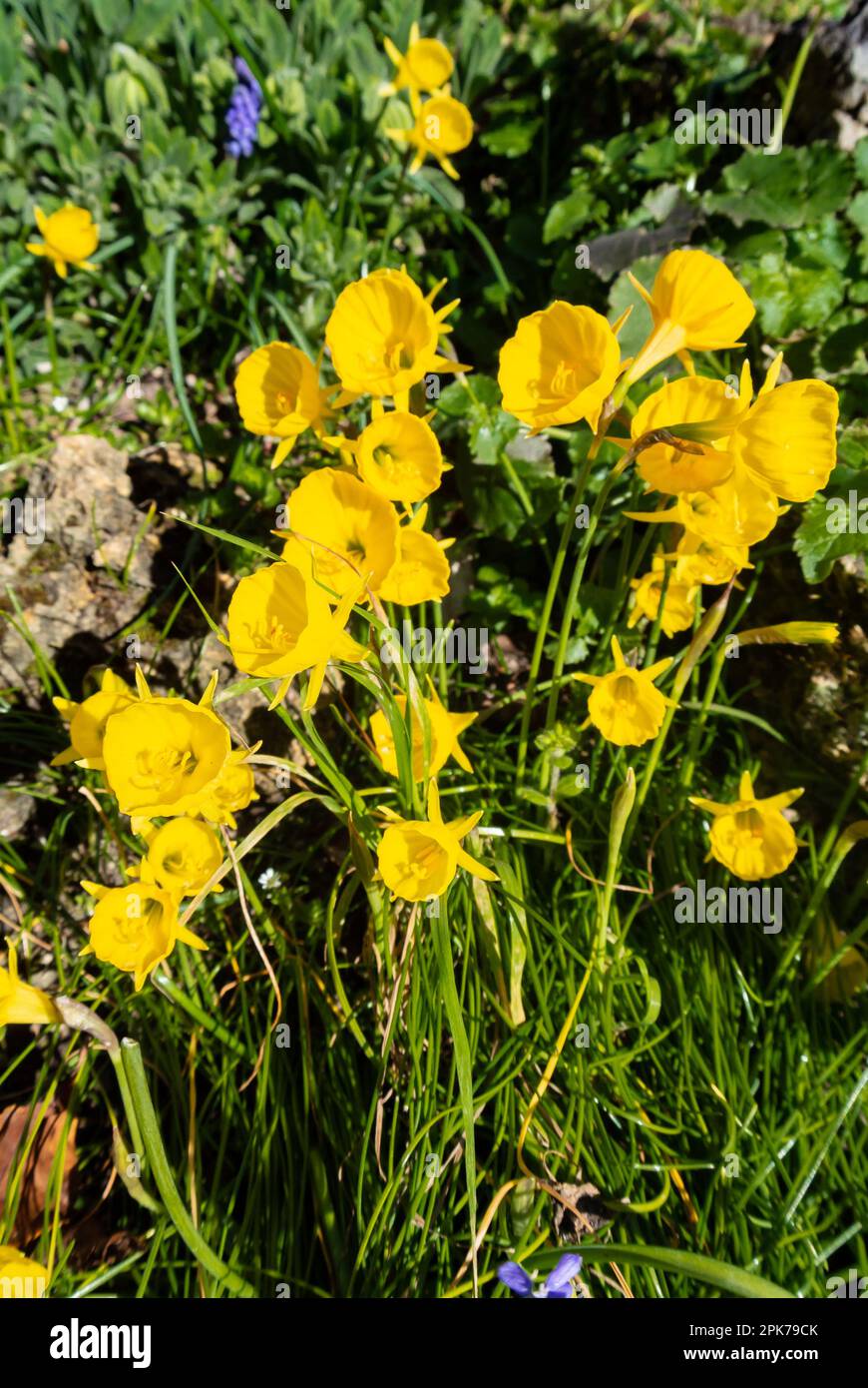 Narcissus bulbocodium, the petticoat daffodil or hoop-petticoat daffodil that is a species of flowering plant in the family Amaryllidaceae, native to Stock Photo