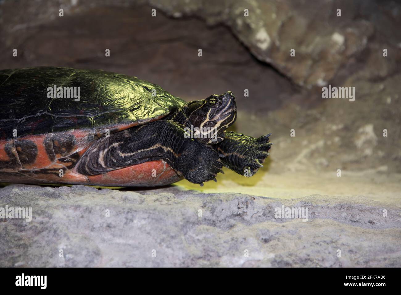 A captive painted turtle at the Aquarium at Virginia Beach, Virginia