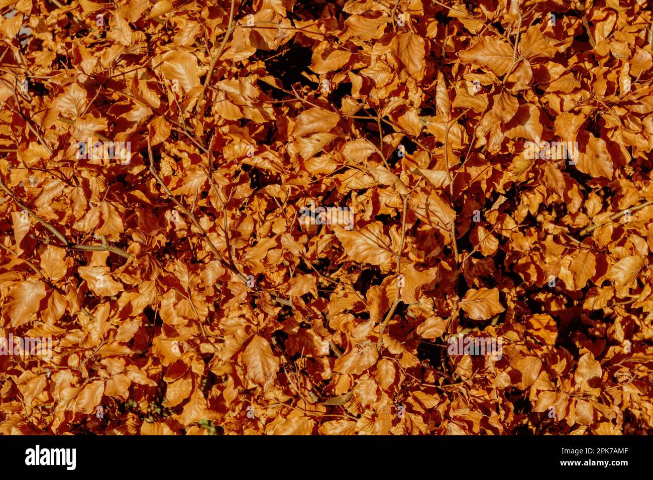 Beech hedge in autumn and fall with brown leaves Stock Photo